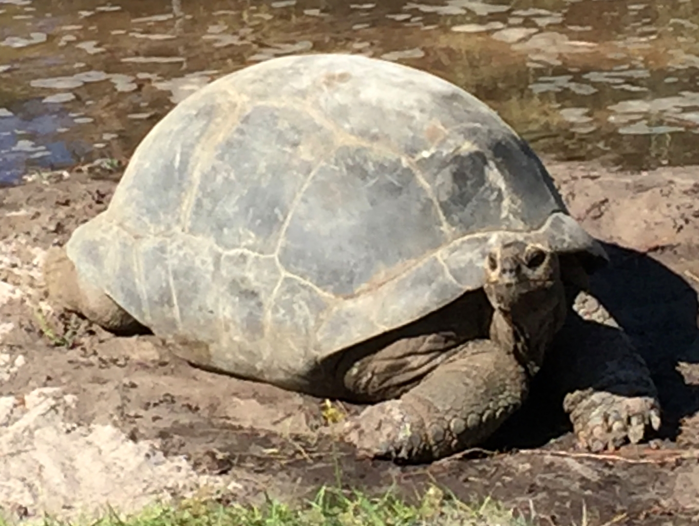 Aldabra Breeders