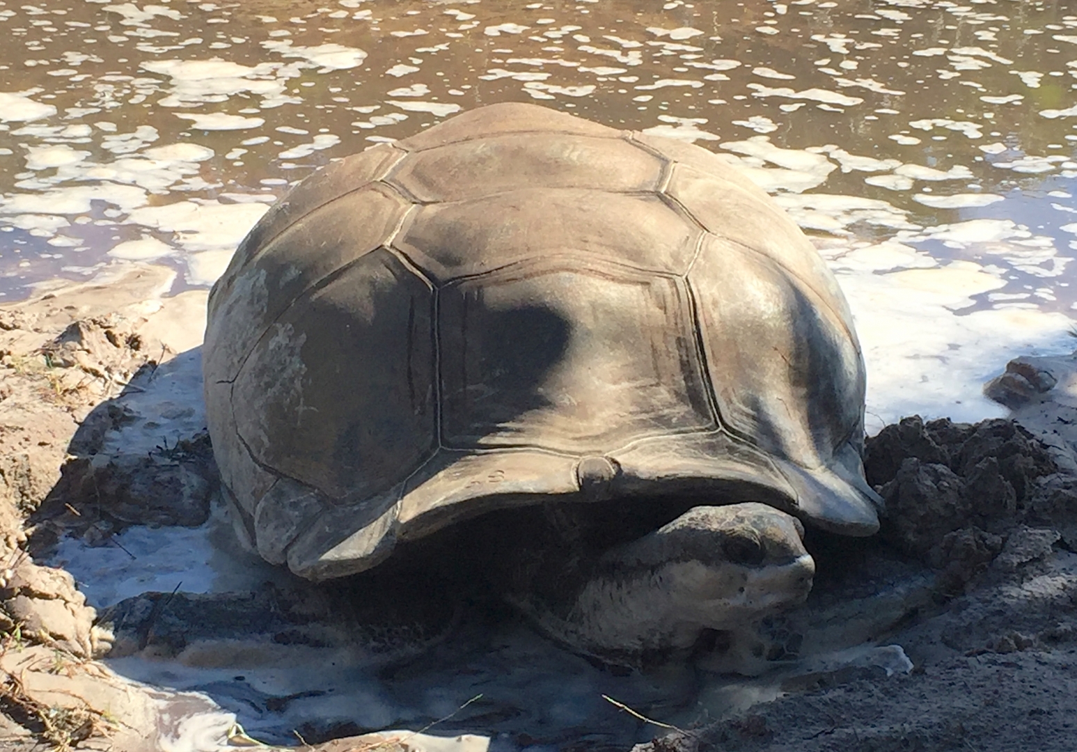 Aldabra Breeders