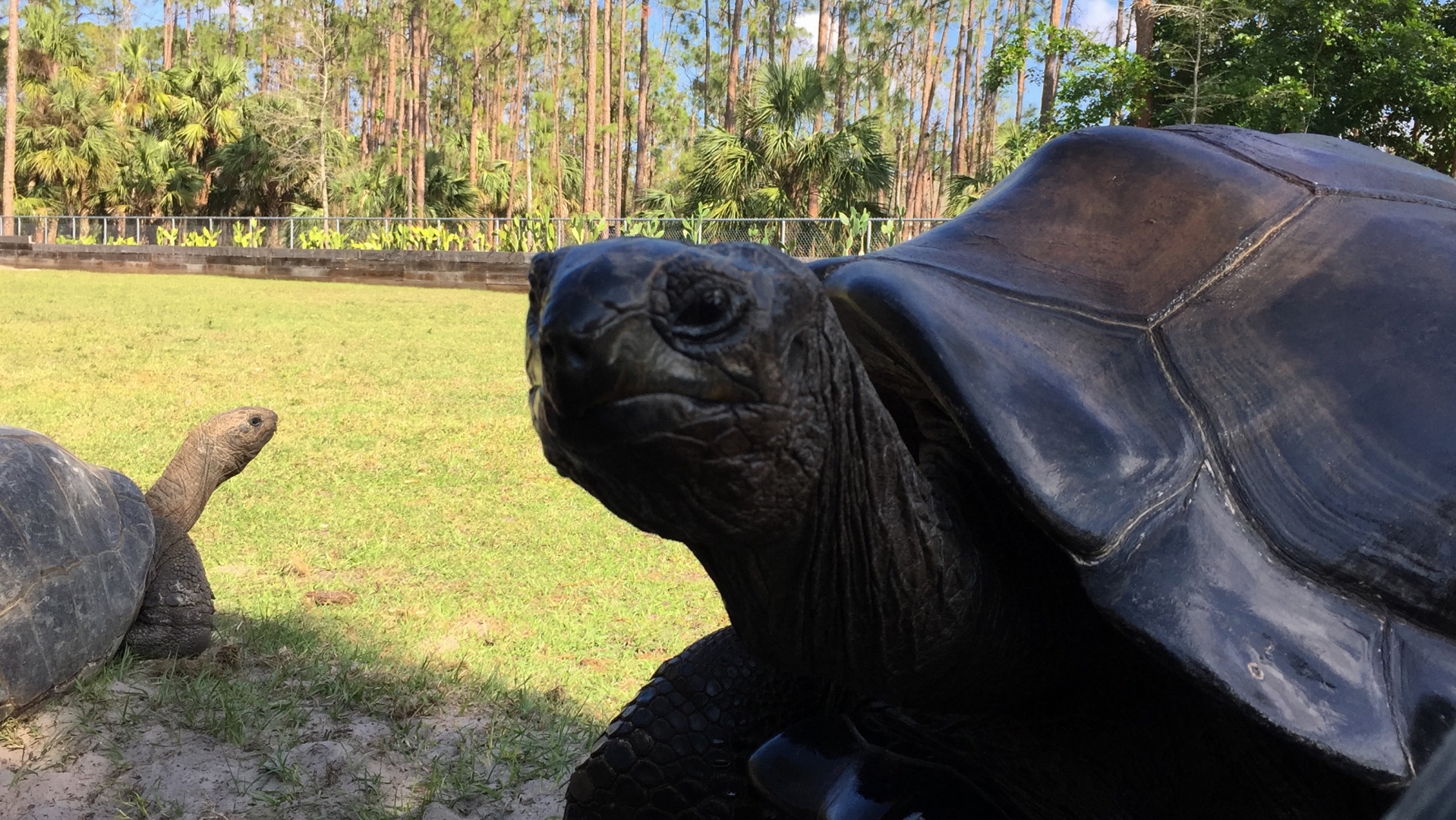 Aldabra Breeders
