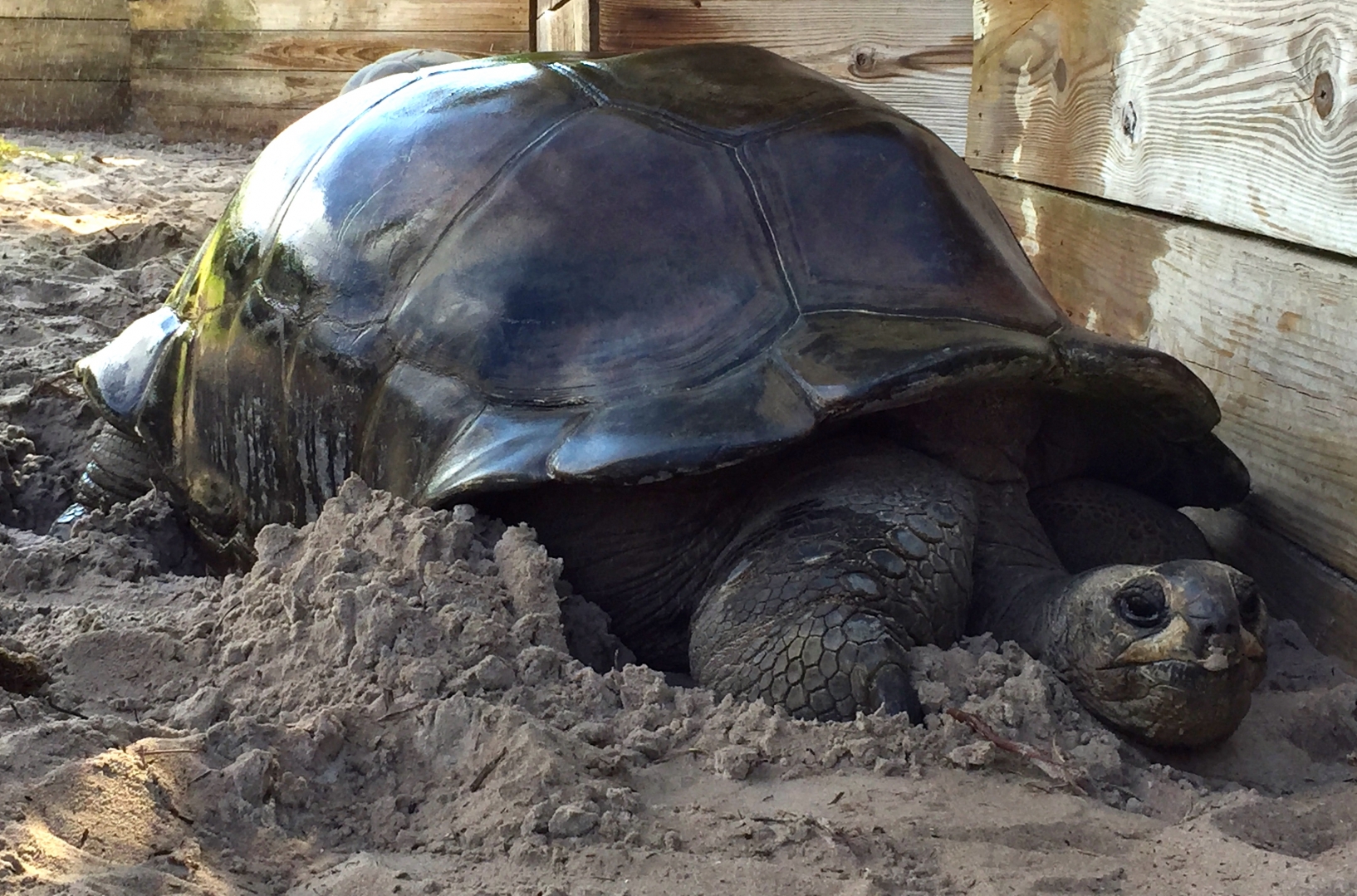 Aldabra Breeders