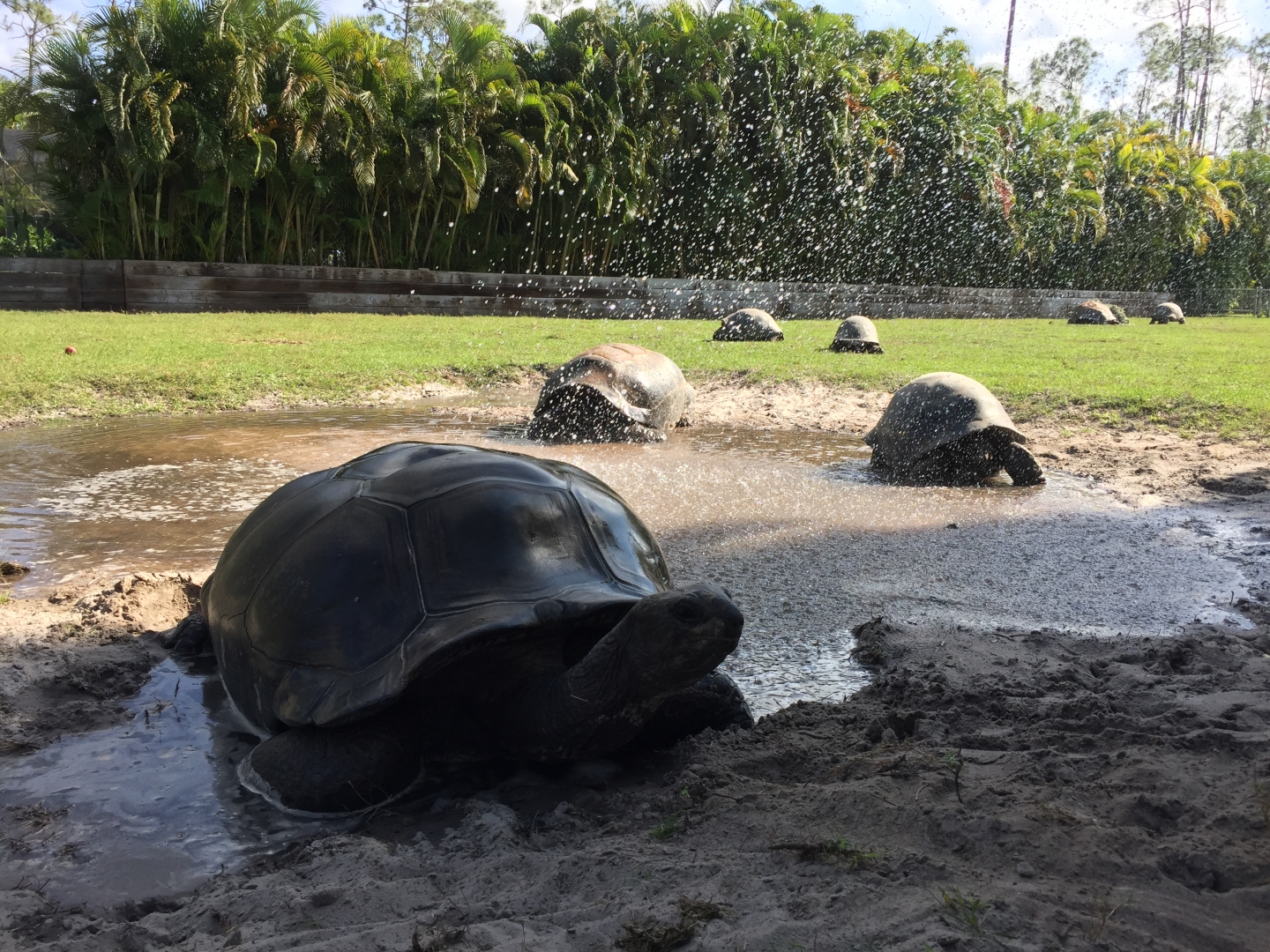 Aldabra Breeders