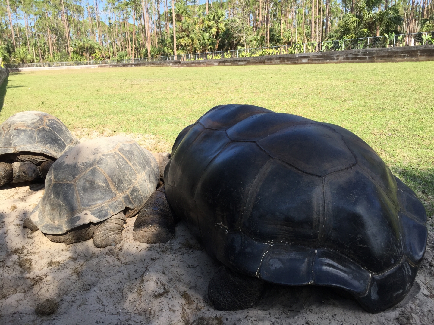 Aldabra Breeders