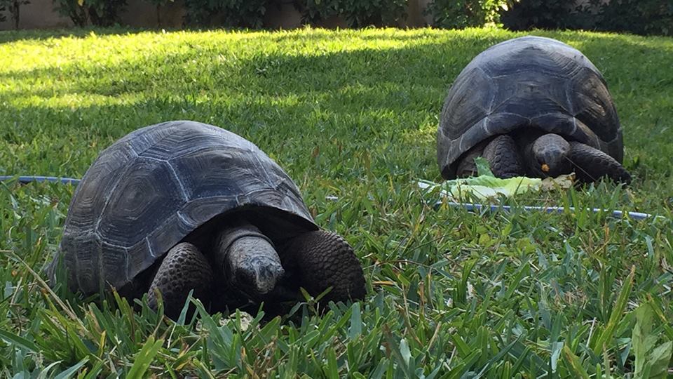 Aldabra Breeders