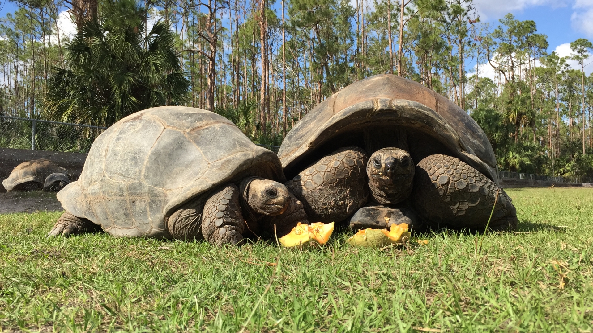 Aldabra Breeders