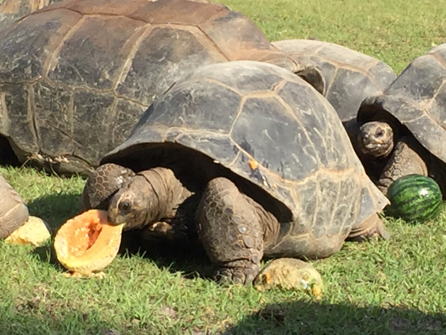 Aldabra Breeders