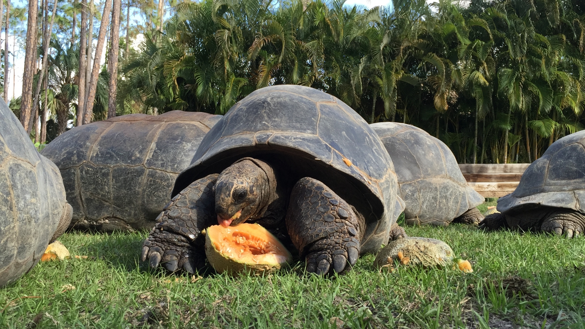 Aldabra Breeders