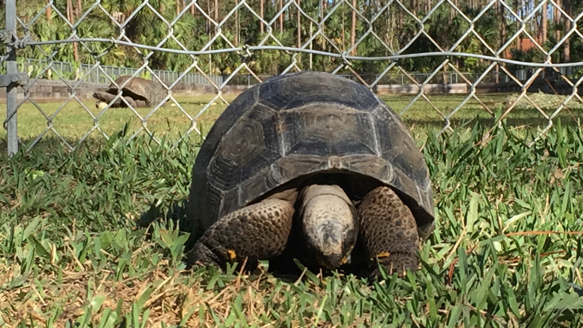 Aldabra Breeders