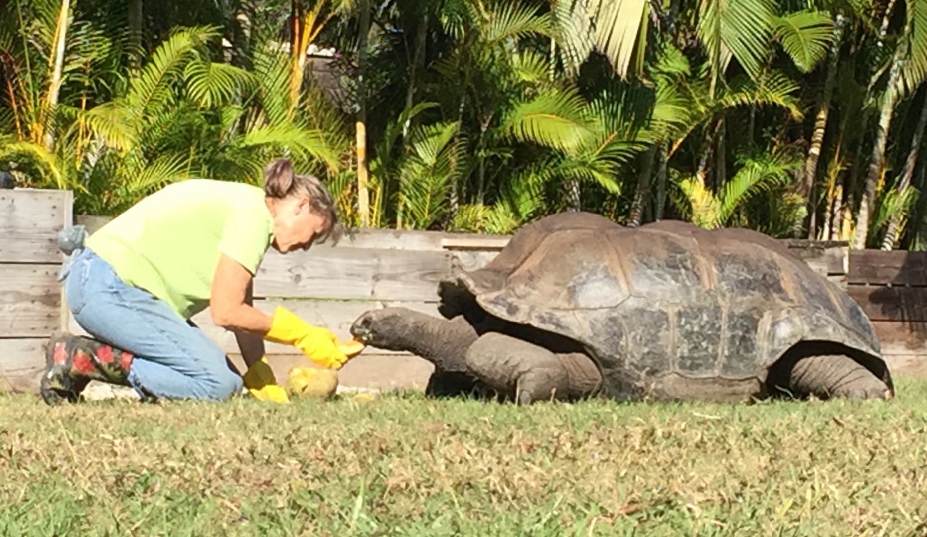 Aldabra Breeders