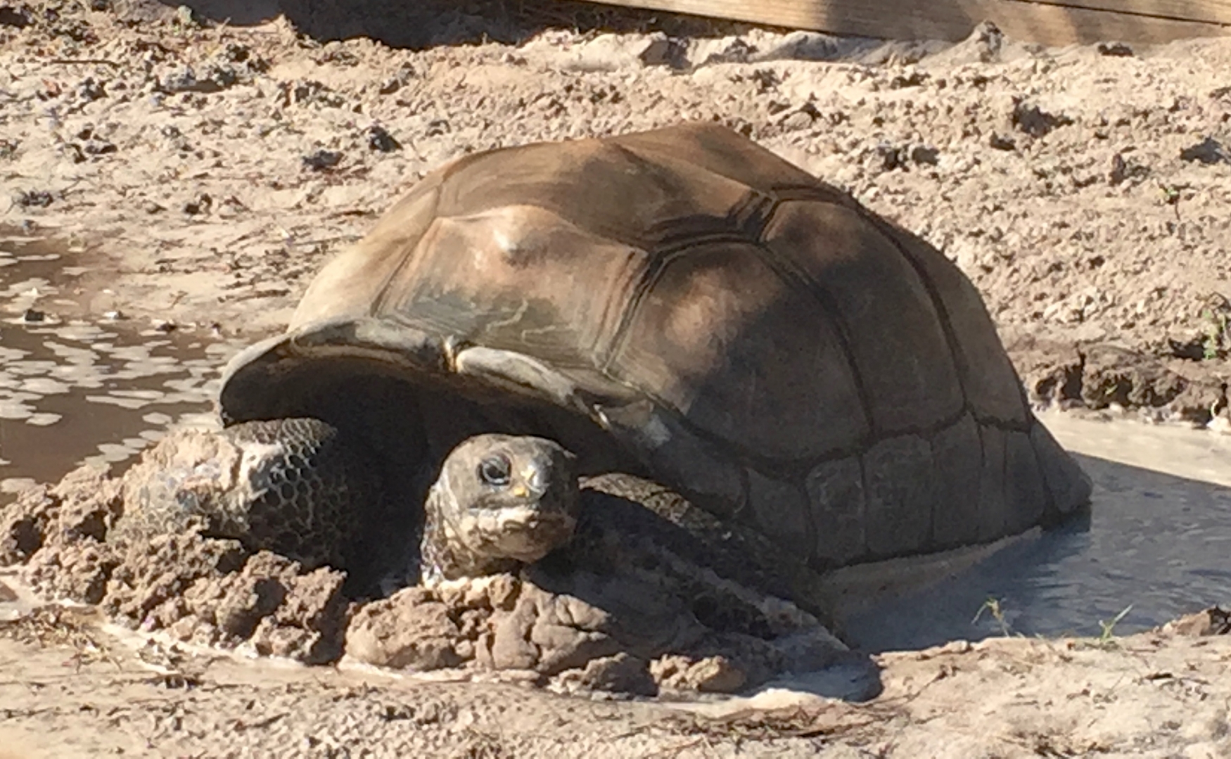Aldabra Breeders