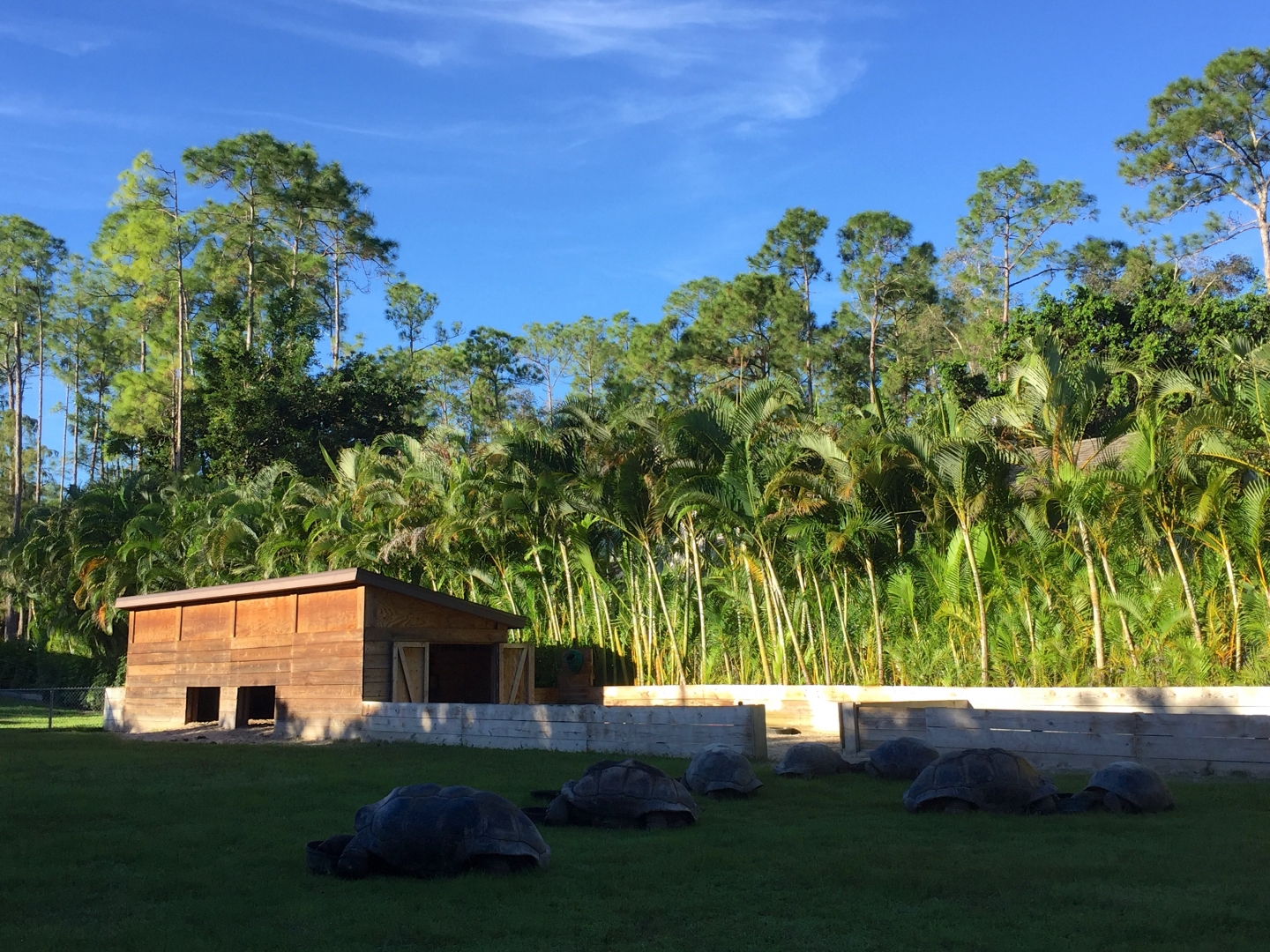 Aldabra Breeders