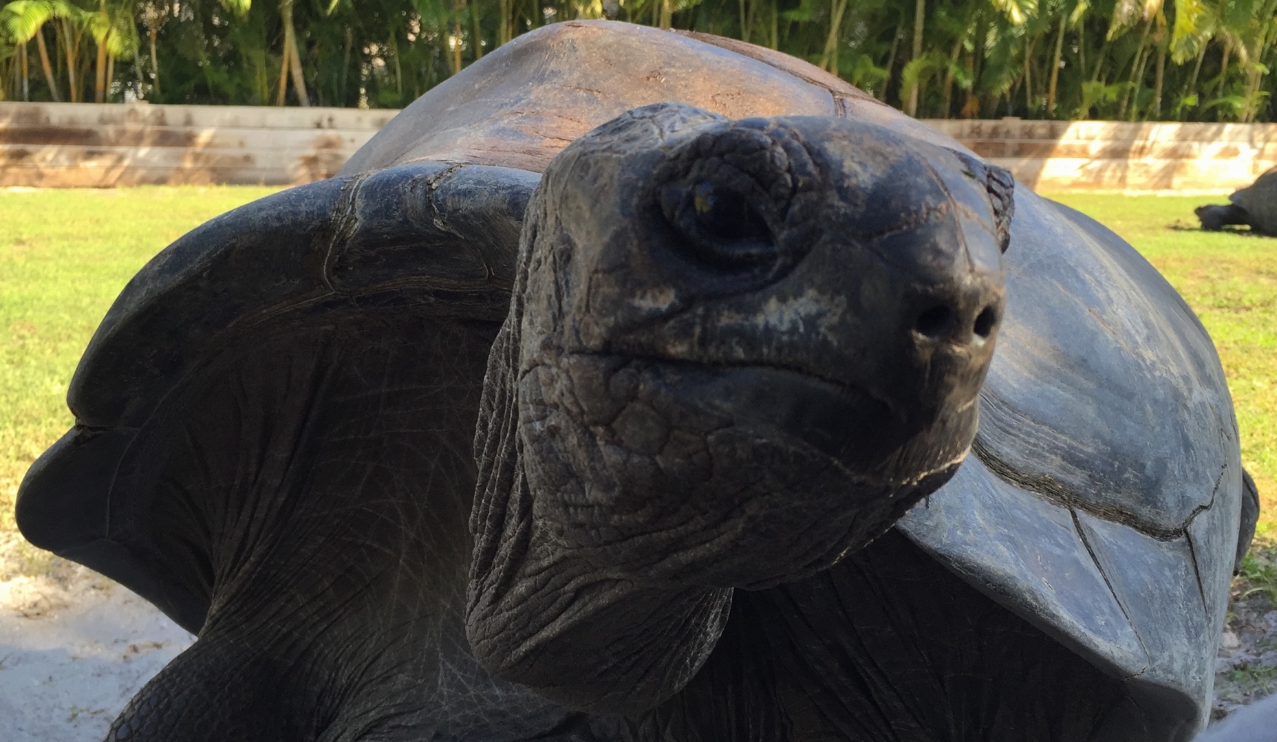 Aldabra Breeders