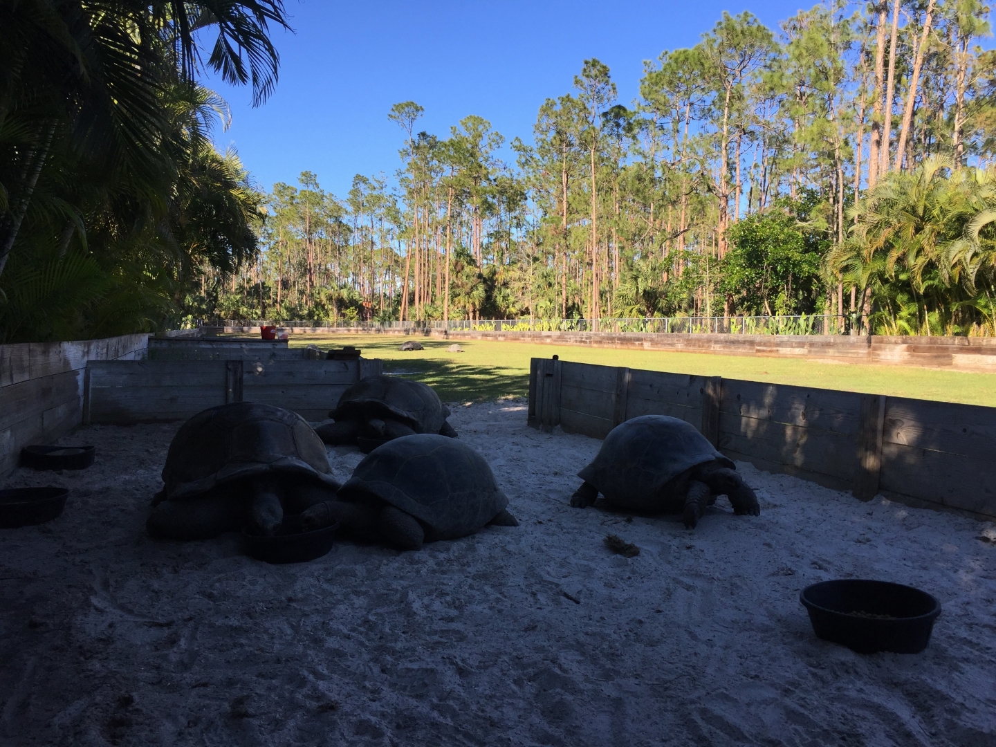 Aldabra Breeders