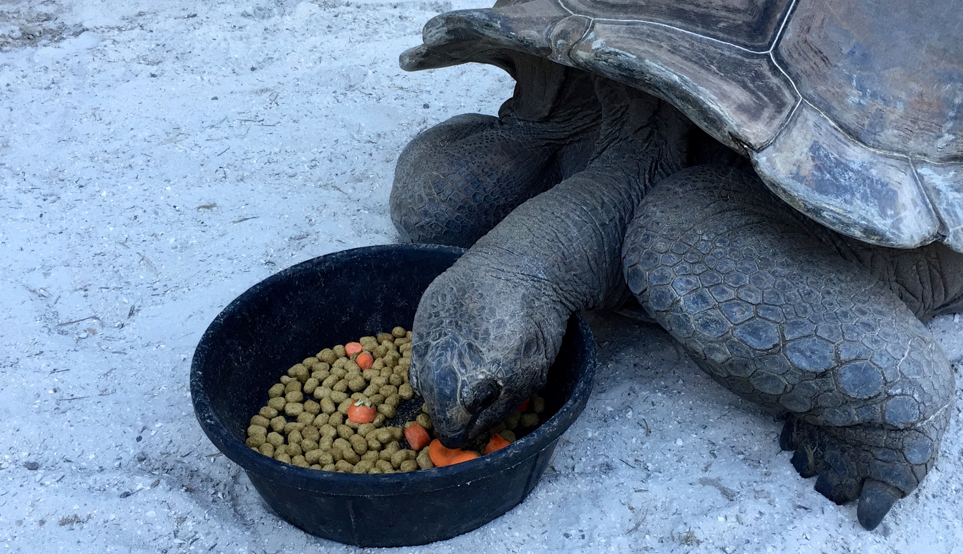 Aldabra Breeders