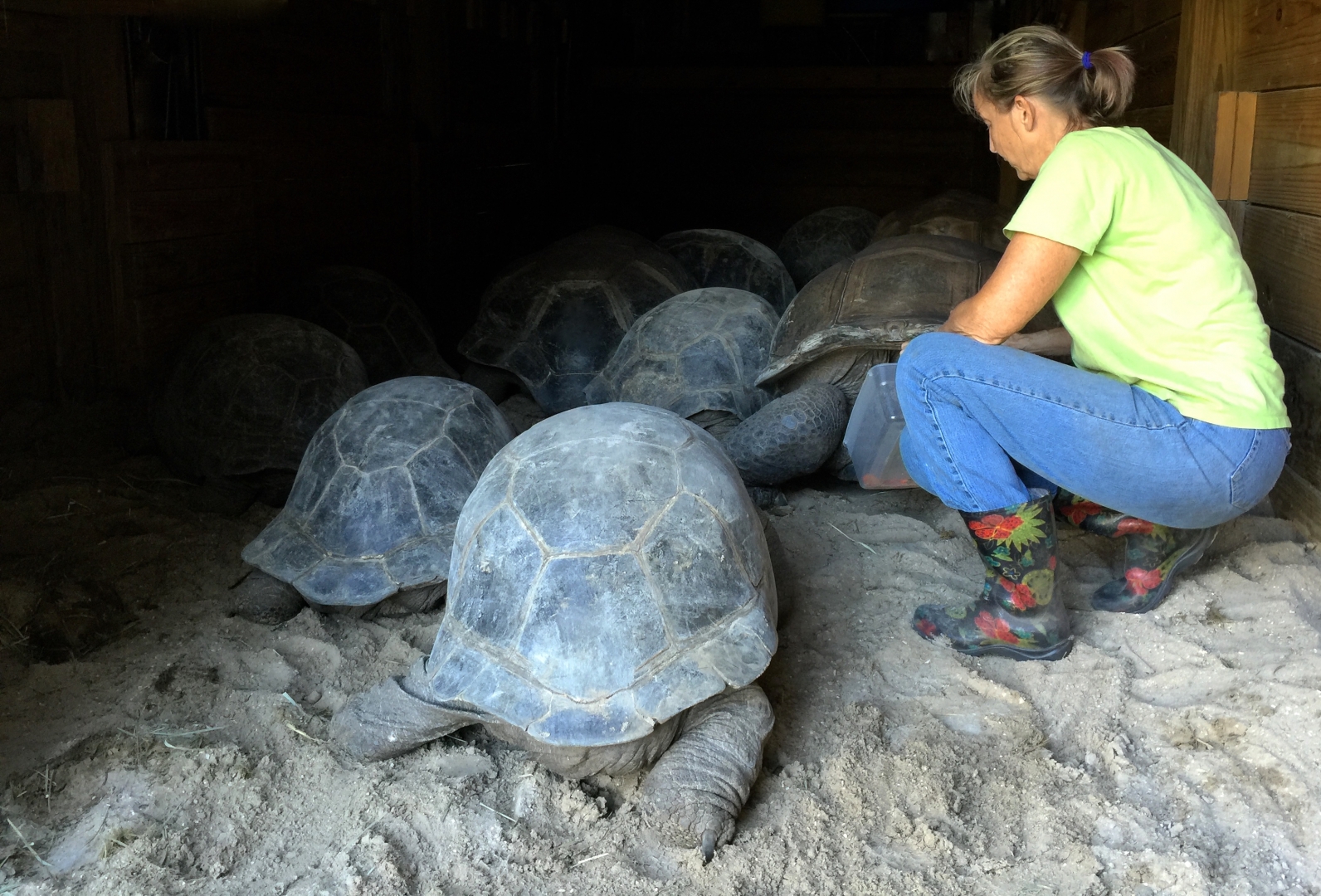 Aldabra Breeders