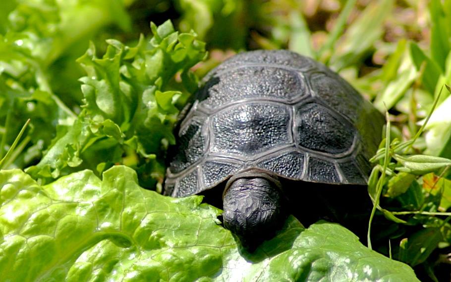Aldabra Breeders