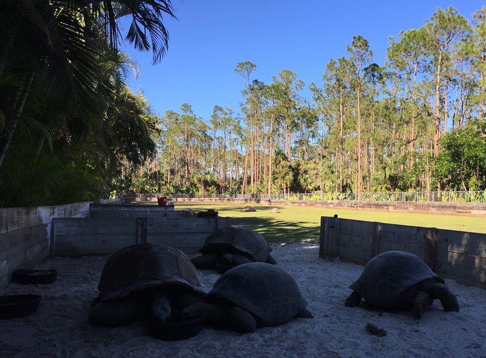 Aldabra Breeders