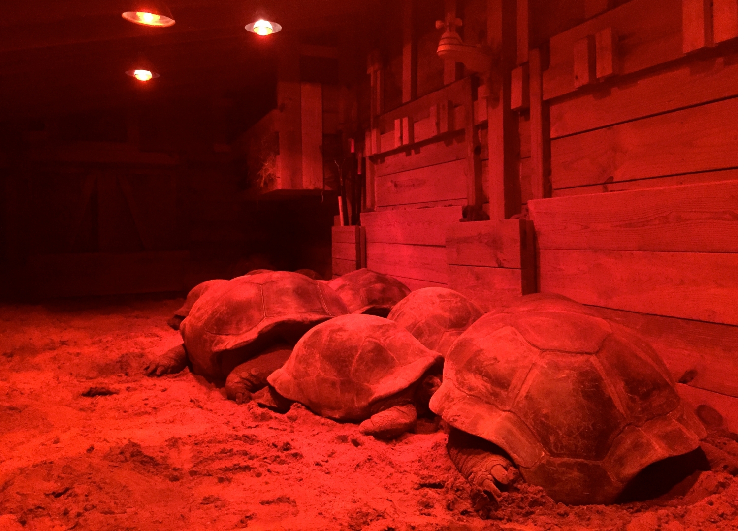 Aldabra Breeders