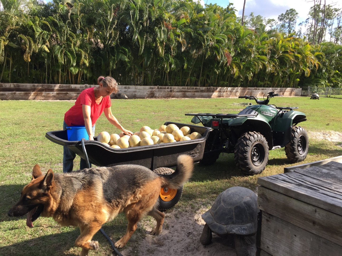 Aldabra Breeders
