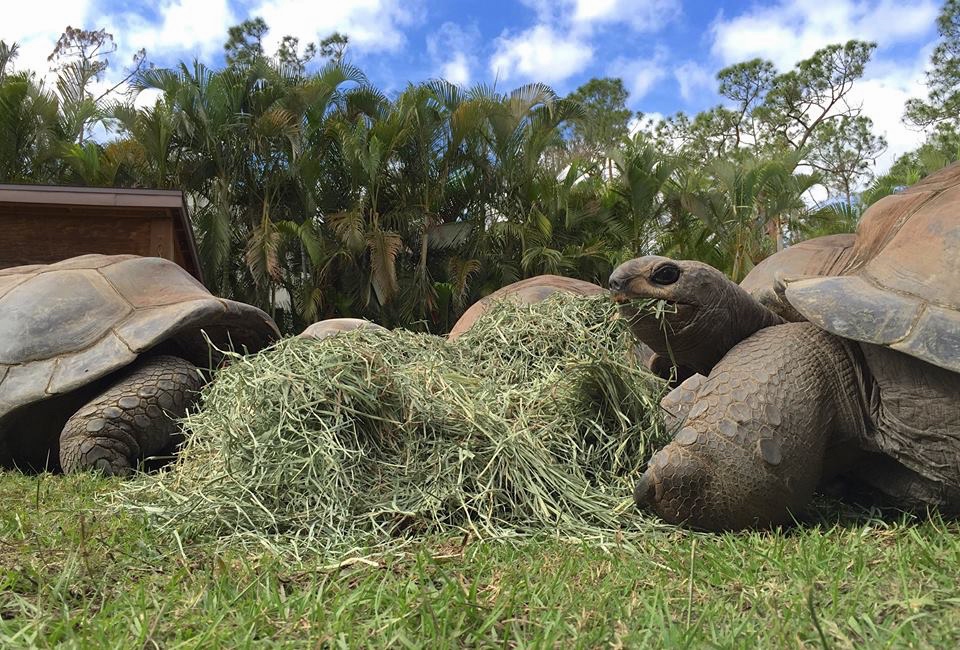 Aldabra Breeders