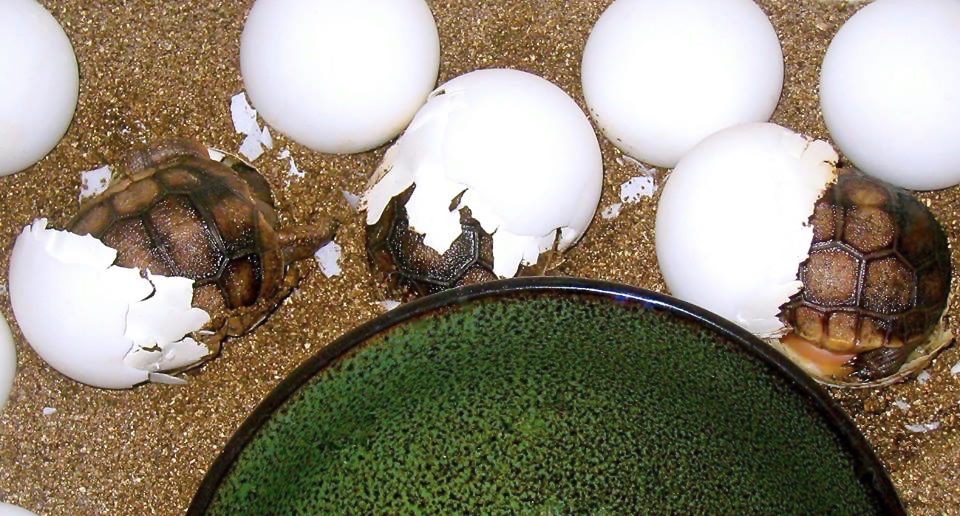 Aldabra Breeders