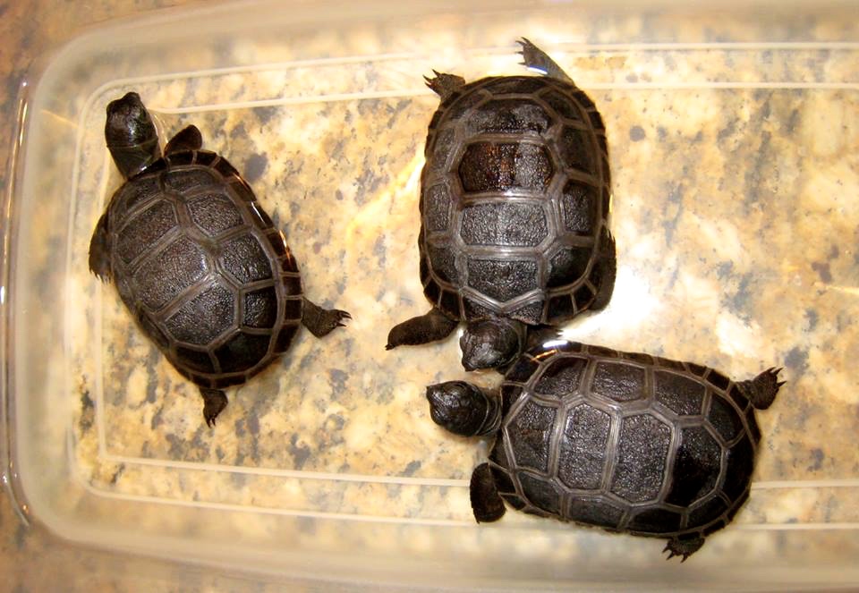 Aldabra Breeders