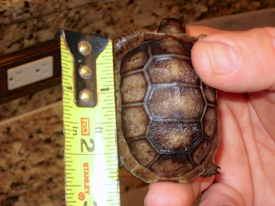 Aldabra Breeders