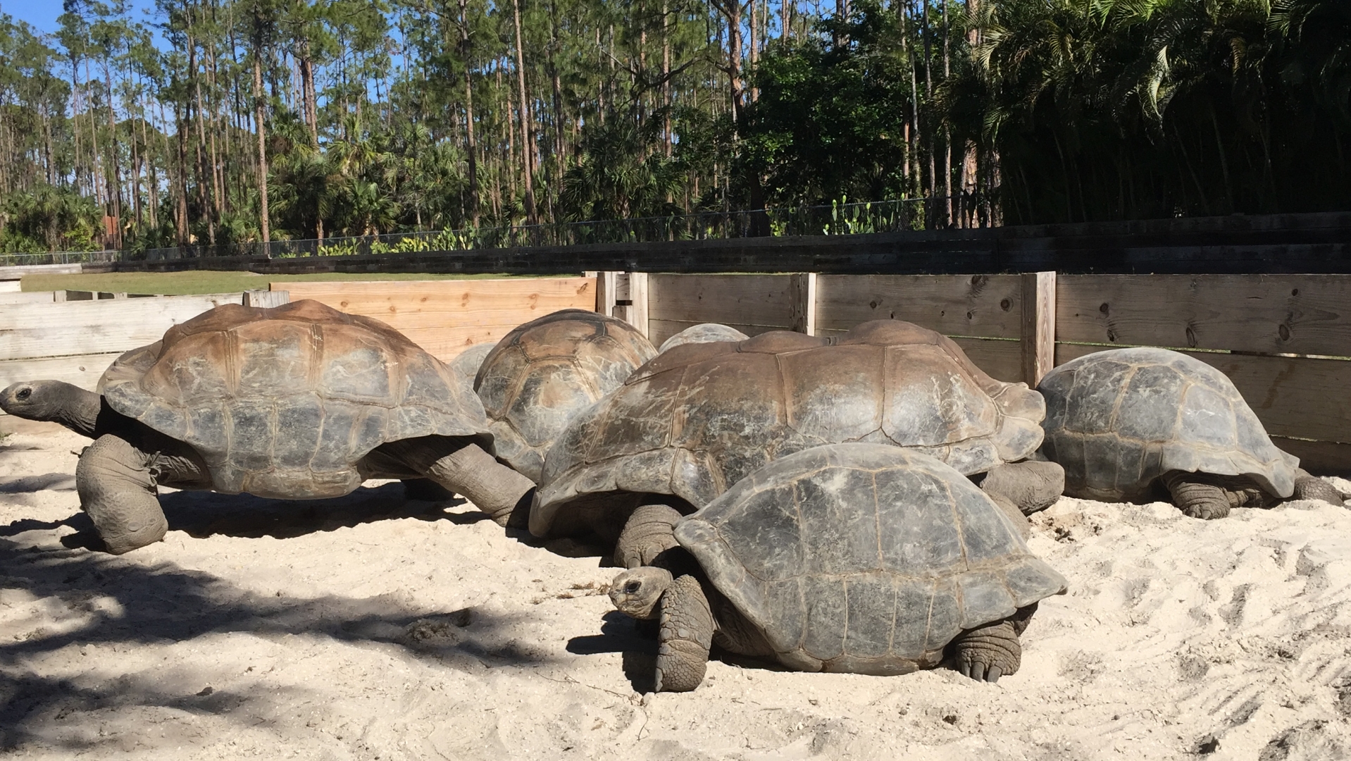 Aldabra Breeders