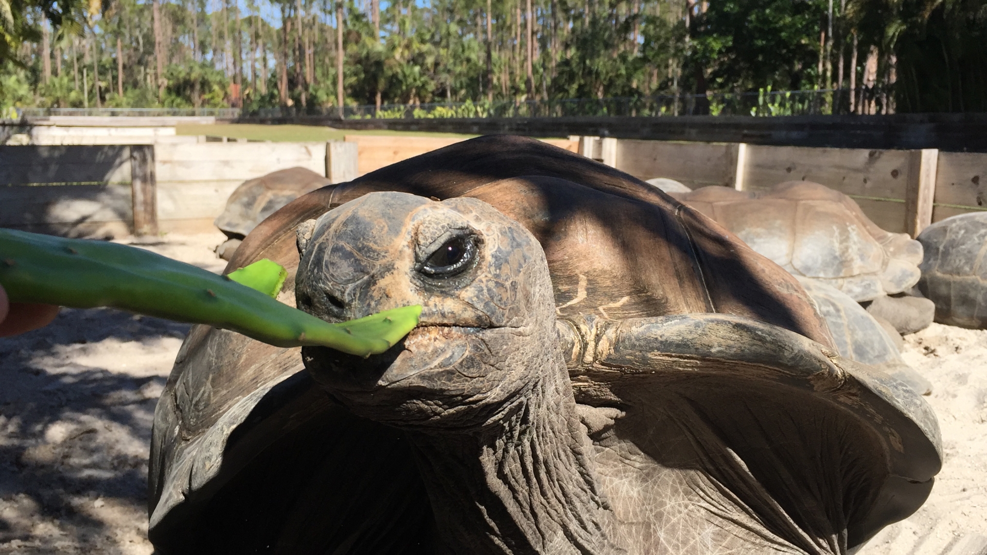 Aldabra Breeders