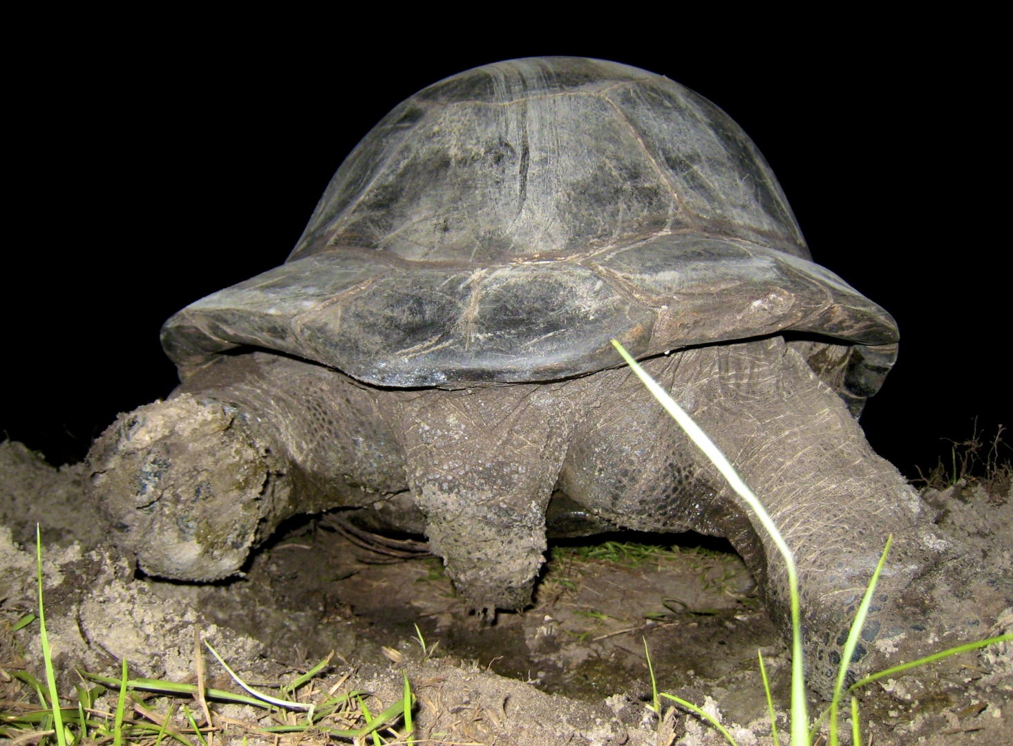 Aldabra Breeders