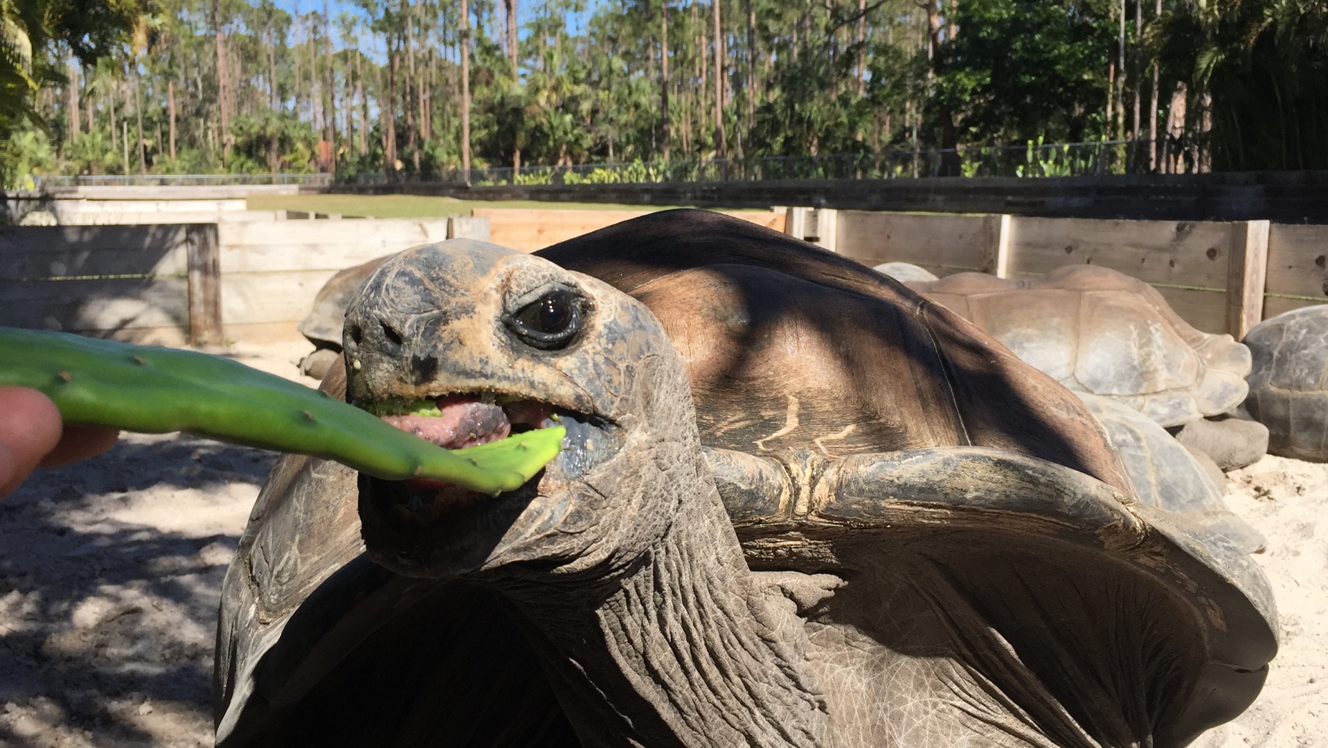 Aldabra Breeders