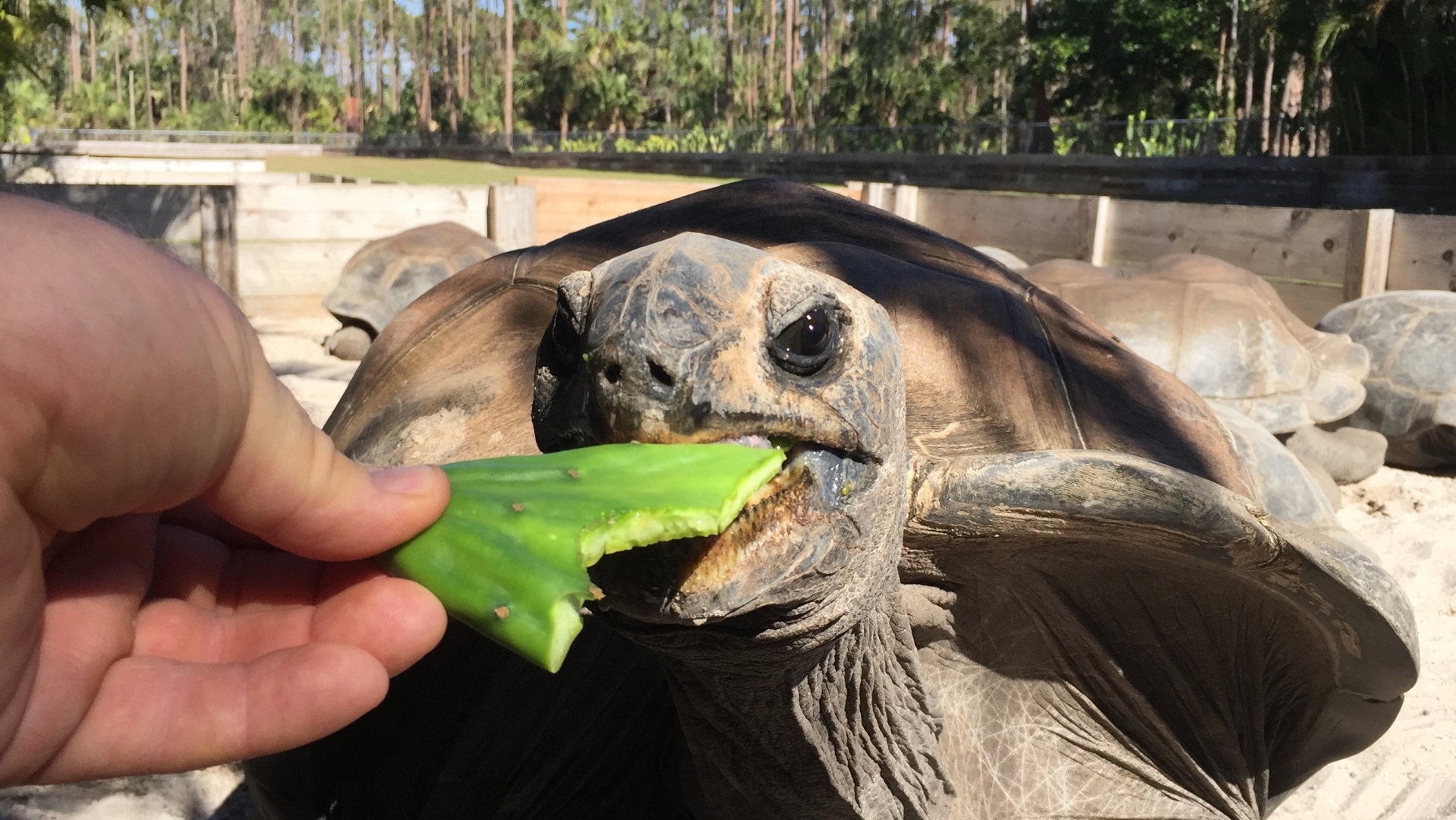 Aldabra Breeders