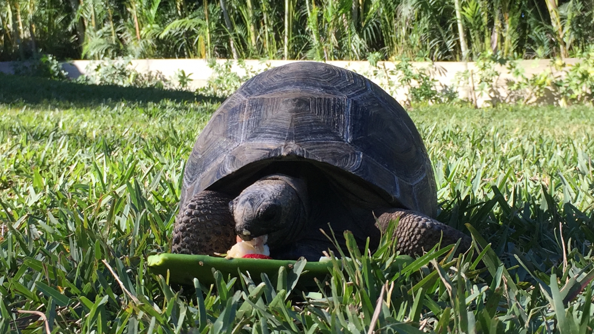 Aldabra Breeders