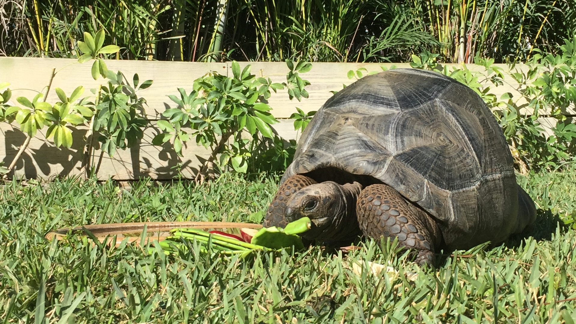 Aldabra Breeders