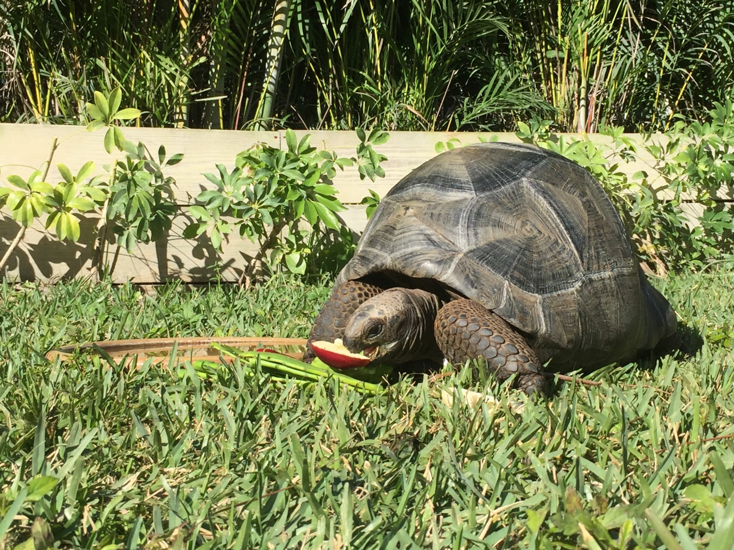 Aldabra Breeders