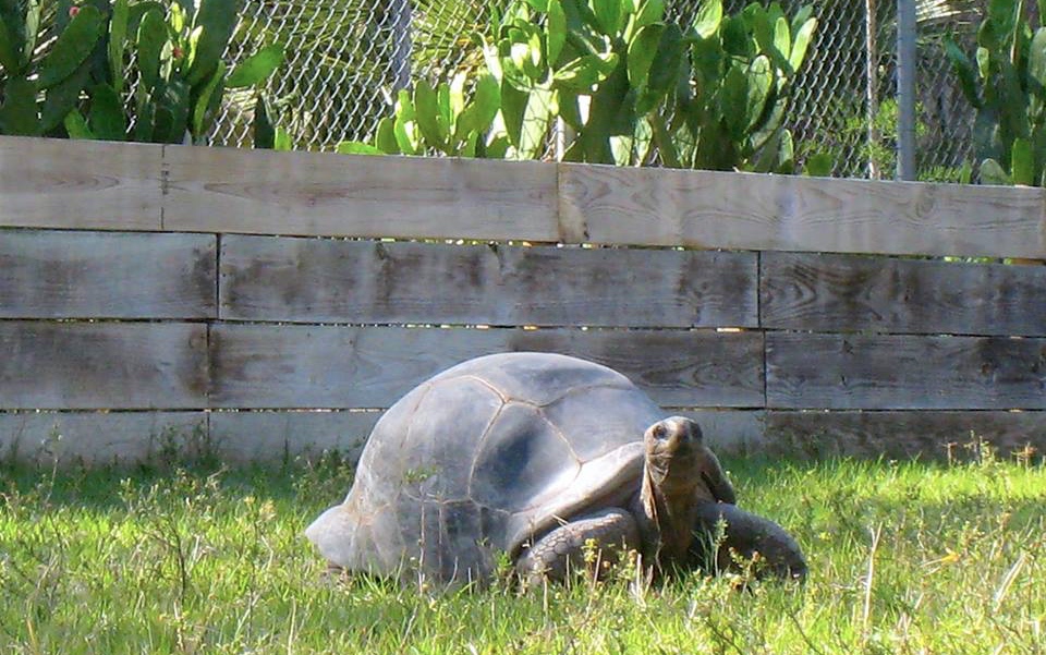 Aldabra Breeders