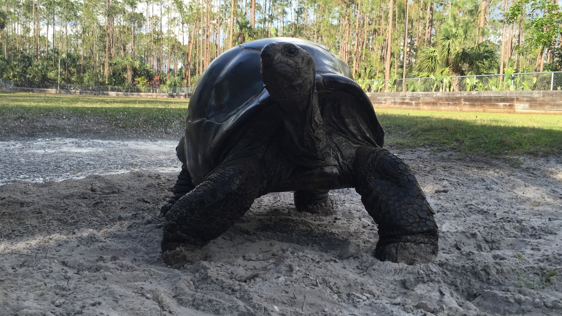 Aldabra Breeders