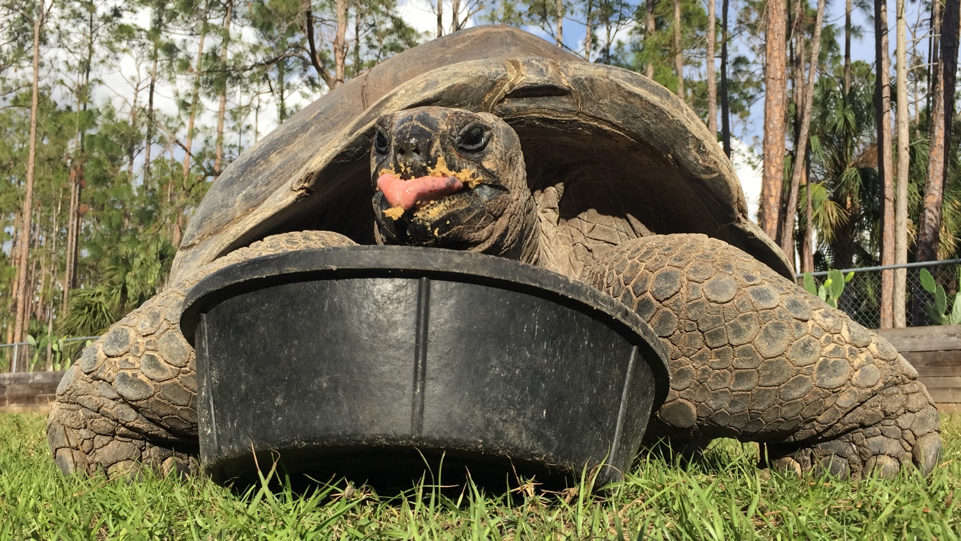 Aldabra Breeders