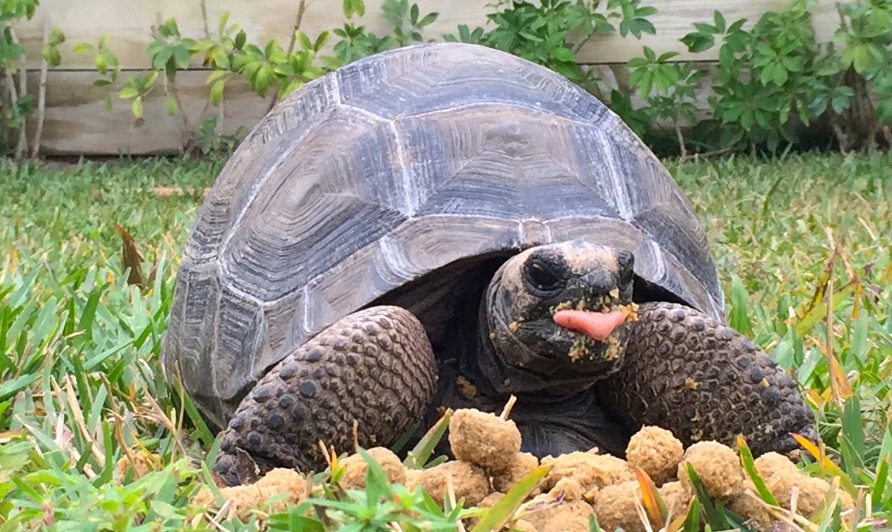 Aldabra Breeders