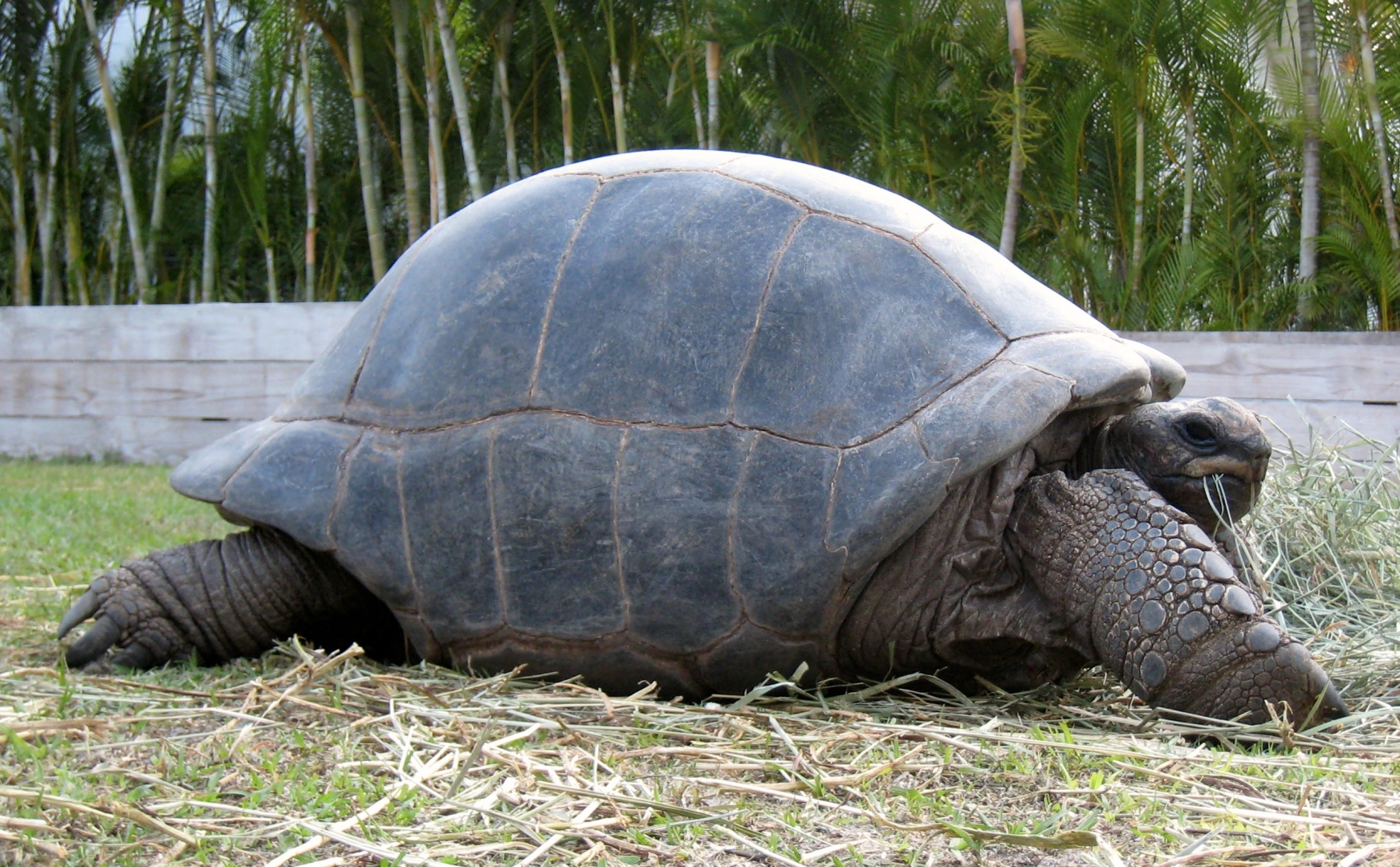 Aldabra Breeders