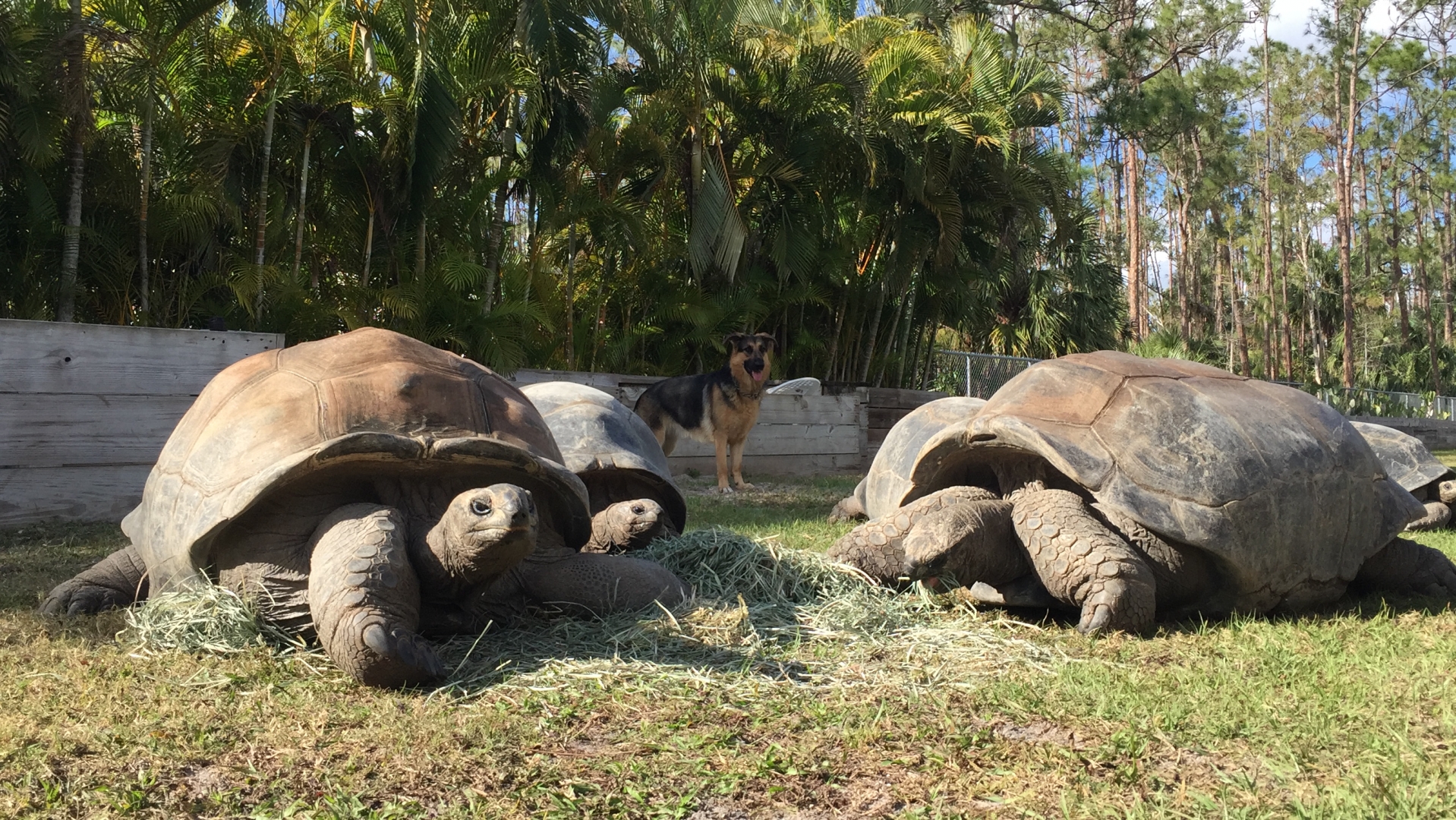Aldabra Breeders
