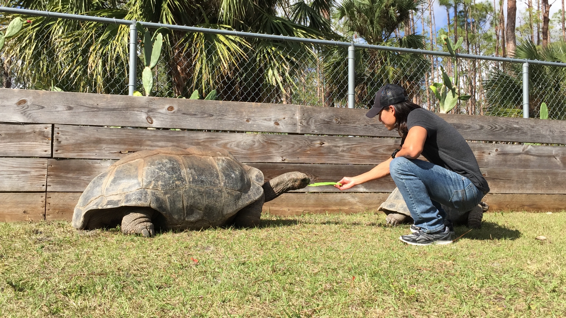 Aldabra Breeders