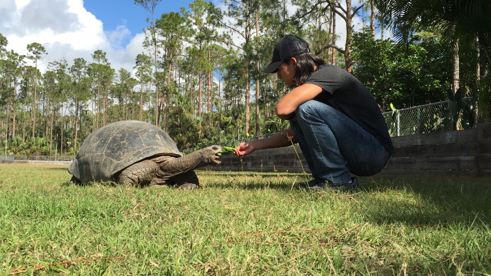 Aldabra Breeders