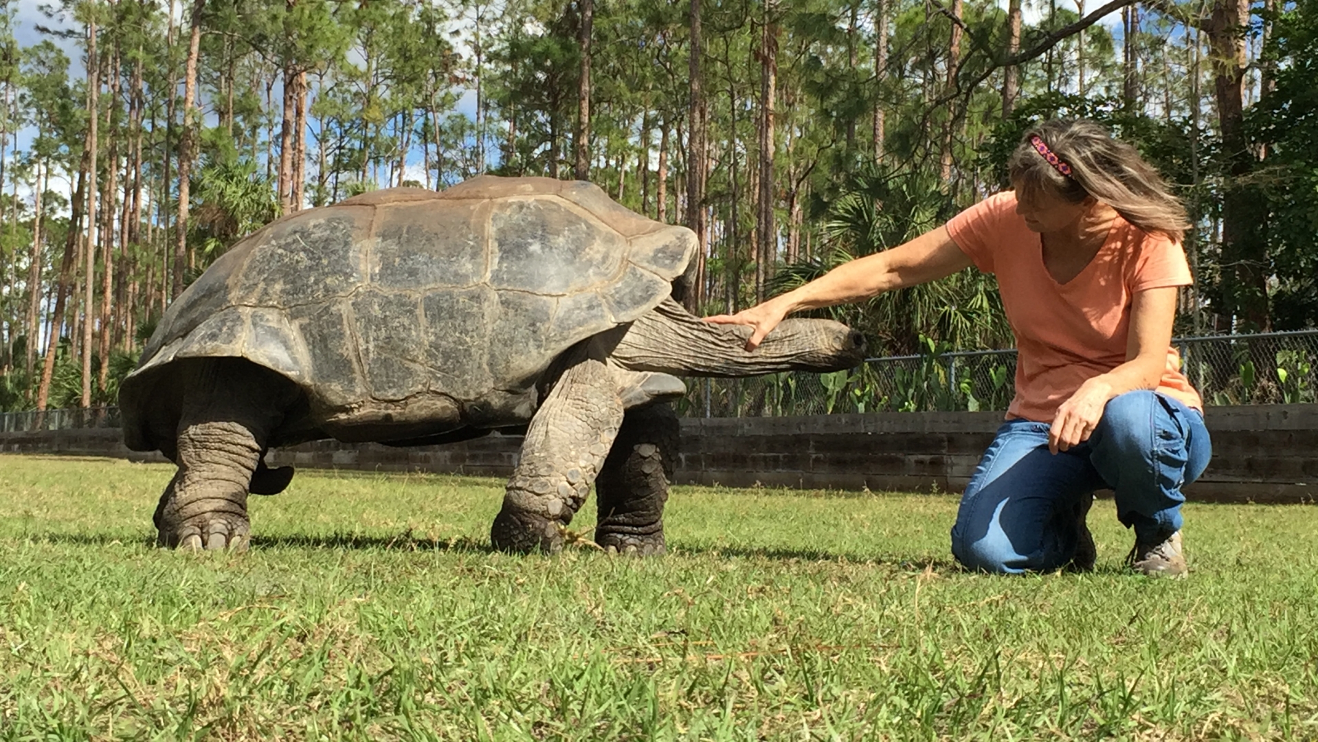 Aldabra Breeders