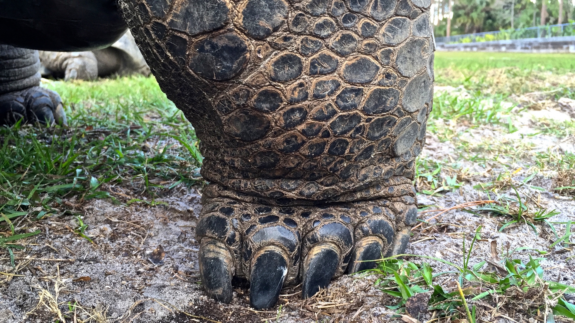 Aldabra Breeders
