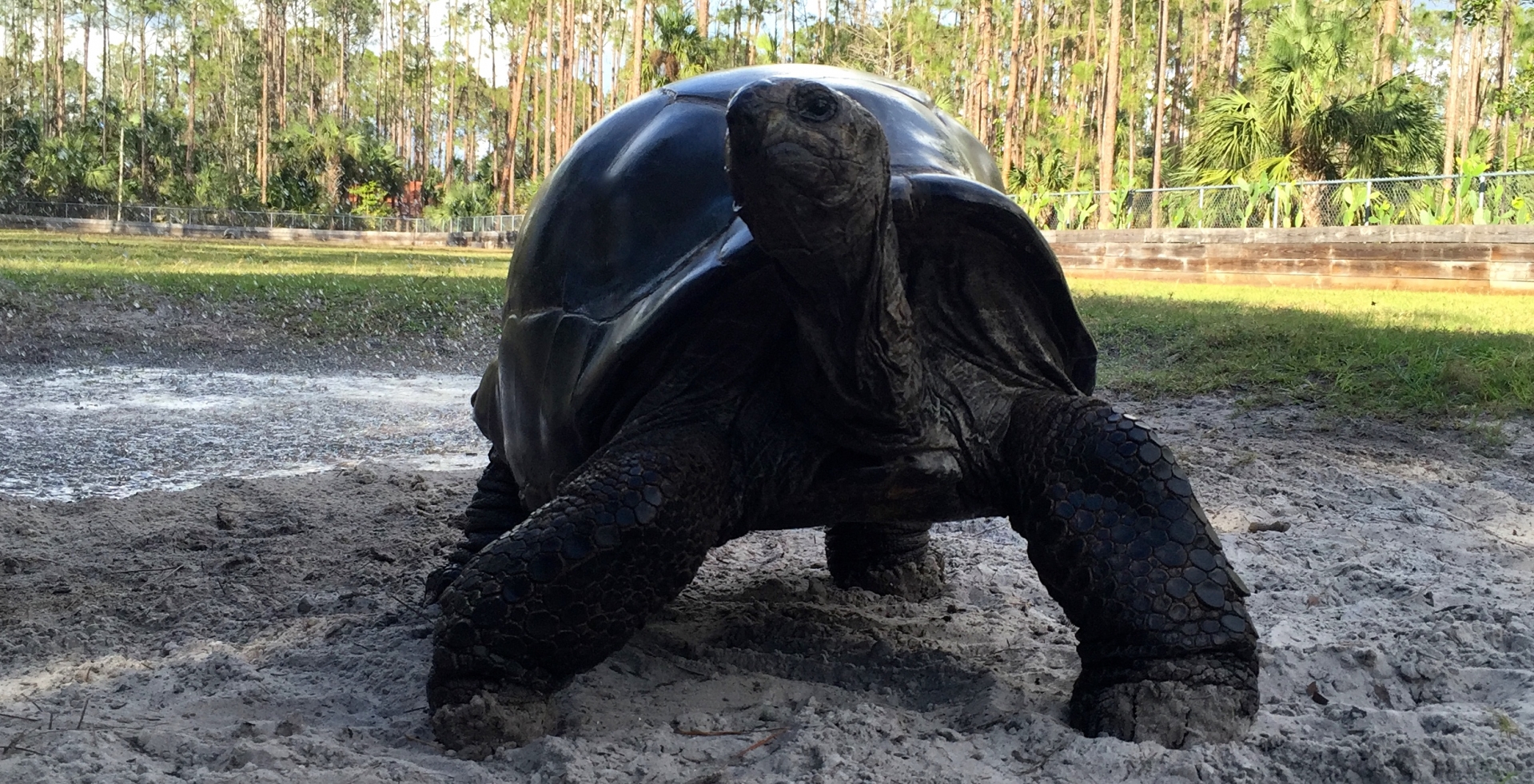 Aldabra Breeders