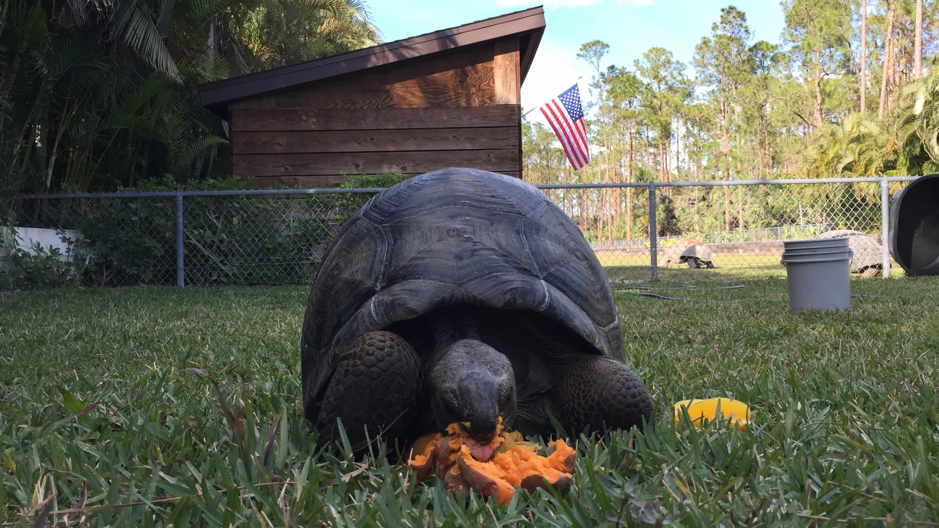 Aldabra Breeders