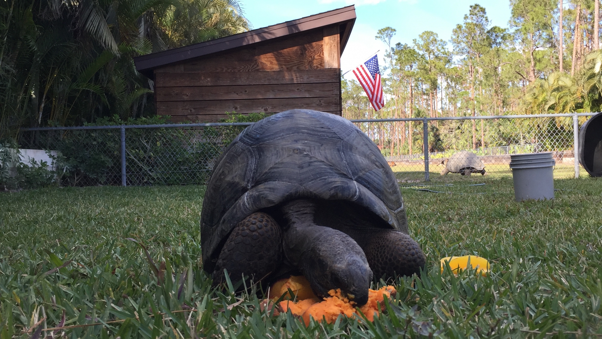 Aldabra Breeders
