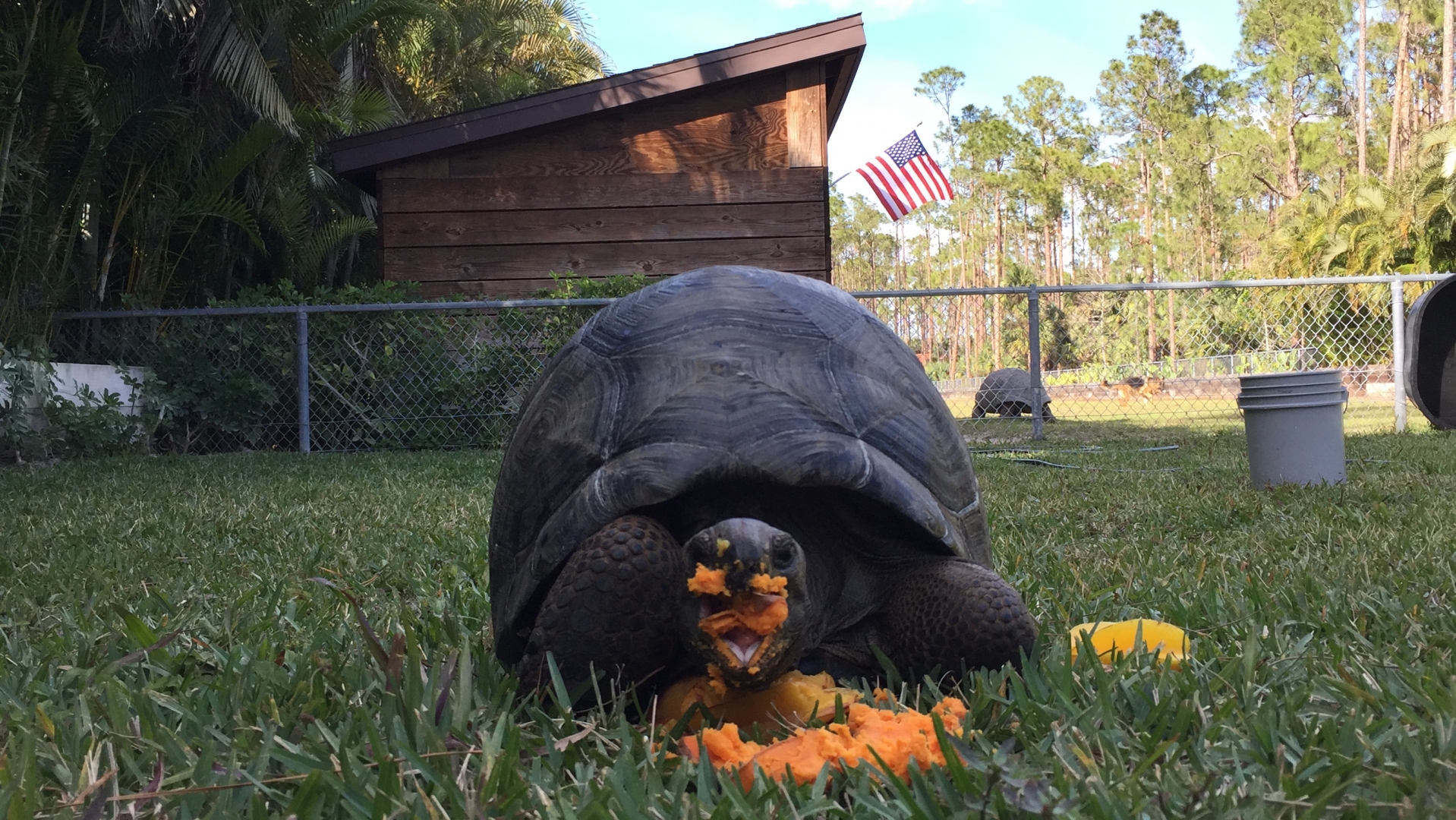 Aldabra Breeders