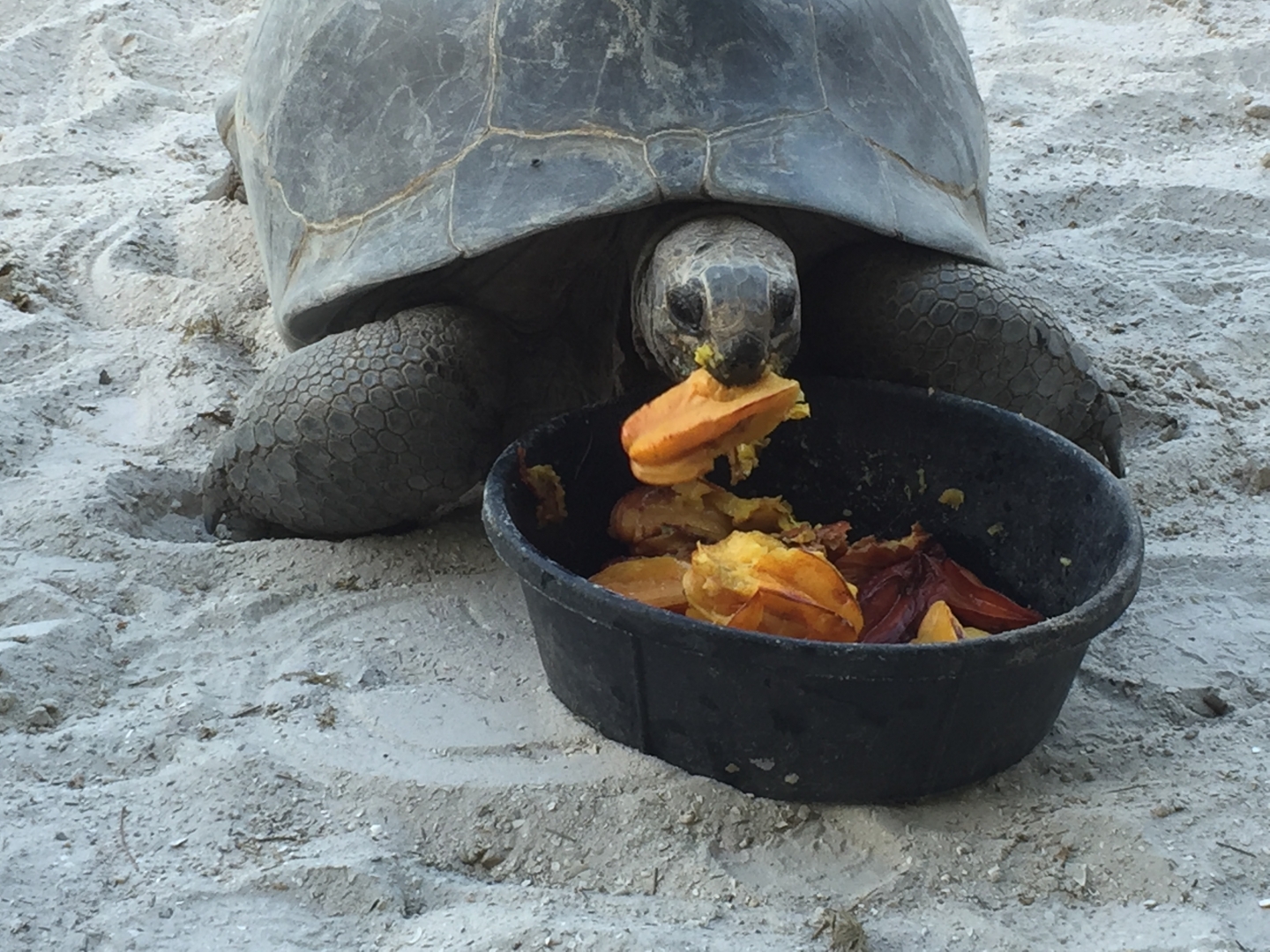 Aldabra Breeders