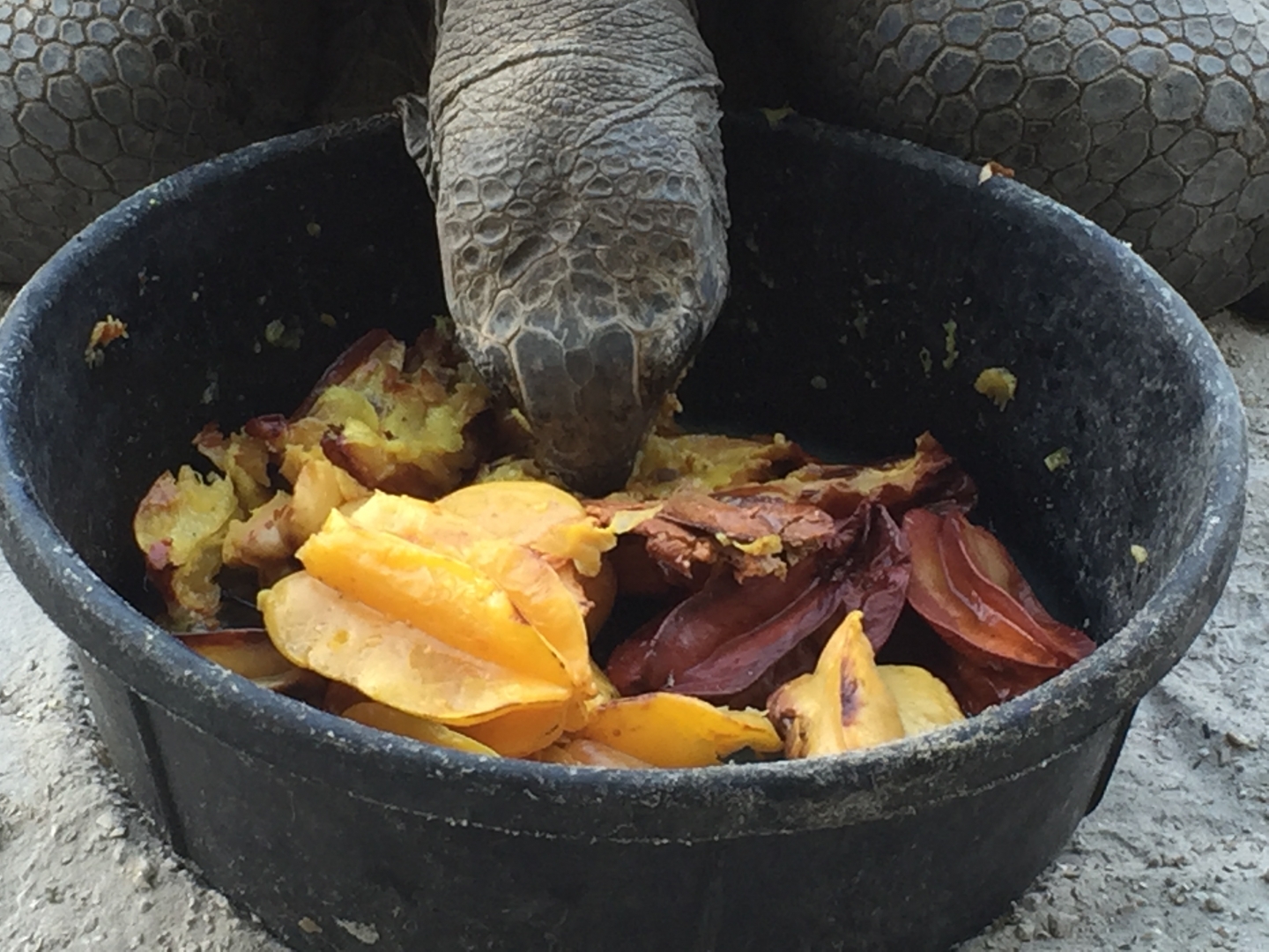 Aldabra Breeders